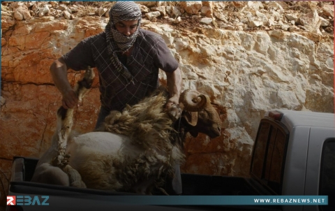 لبنان.. أسعار أضاحي العيد عمّقت الأوجاع وغيّرت العادات لبنان.. أسعار أضاحي العيد عمّقت الأوجاع وغيّرت العادات