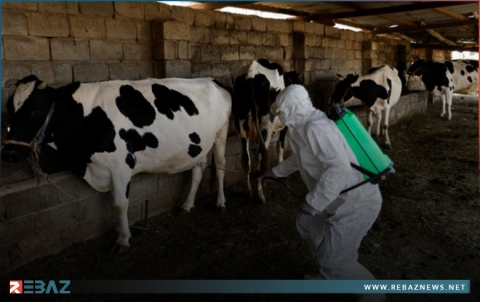 إقليم كوردستان يسجل أول حالة وفاة بالحمى النزفية 