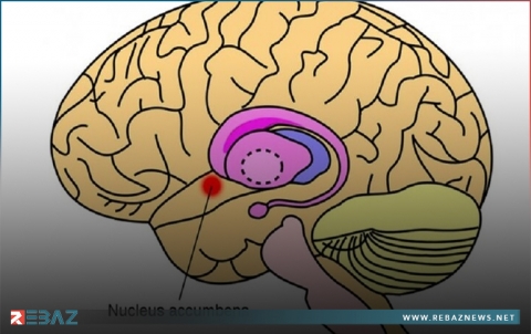 في الدماغ لا القلب... العلماء يعثرون على 