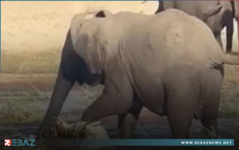 هدد صغيرها... أنثى فيلٍ تسحق تمساحا حتى الموت