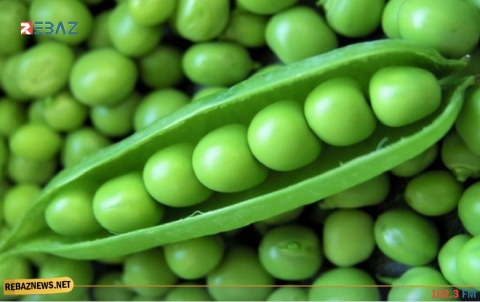 خبيرة: تناولوا البازلاء الخضراء فهي كنز من الفائدة الصحية