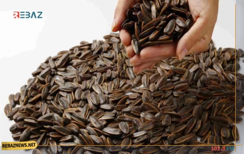 فوائد وأضرار بزر عباد الشمس