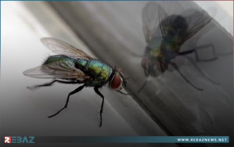 ماذا يفعل الذباب بطعامك عندما يهبط عليه؟.. وهل ينبغي التخلص منه حقا؟!