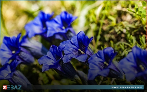 دراسة ألمانية تستكشف أسباب ندرة الزهور الزرقاء في الطبيعة