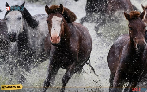 علماء الوراثة يحطمون أسطورة شائعة عن الخيول