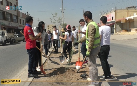 طلبة كوردستان سوريا يقومون بزراعة 100 شجرة زيتون في مدينة هولير