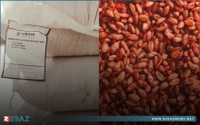 الوكالة الأمريكية للتنمية الدولية ترسل آلاف الأطنان من بذور القمح إلى كوردستان سوريا