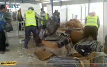 مخيم قوشتبة.. BCF  توزيع  بطانيات على اللاجئين